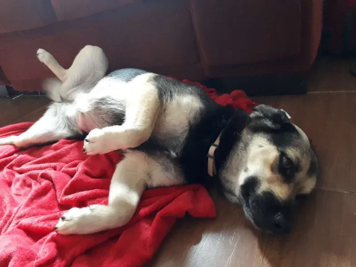Cachorro ra a Vira-lata idade 5 anos nome Princesa
