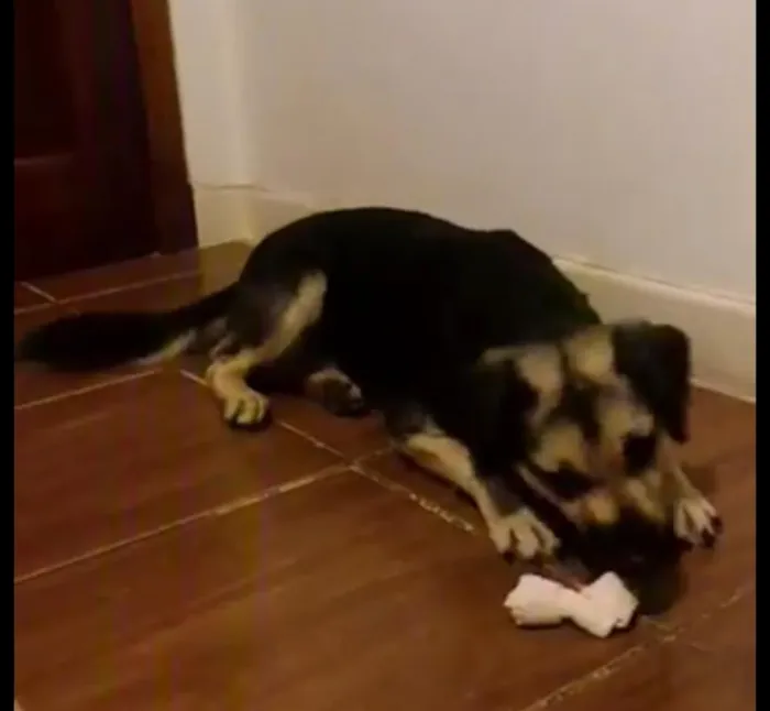 Cachorro ra a Vira-lata idade 5 anos nome Princesa