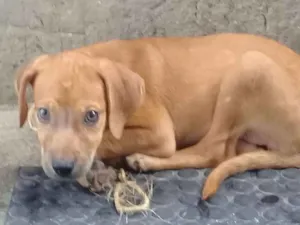Cachorro raça Vira lata idade 2 a 6 meses nome Nyna