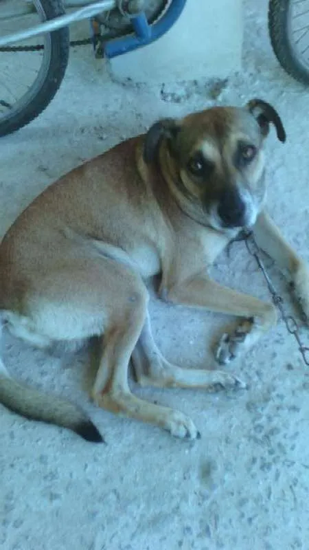 Cachorro raça Viralata idade 5 anos nome Boby