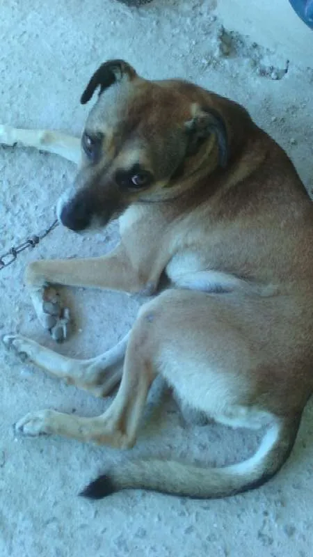 Cachorro raça Viralata idade 5 anos nome Boby