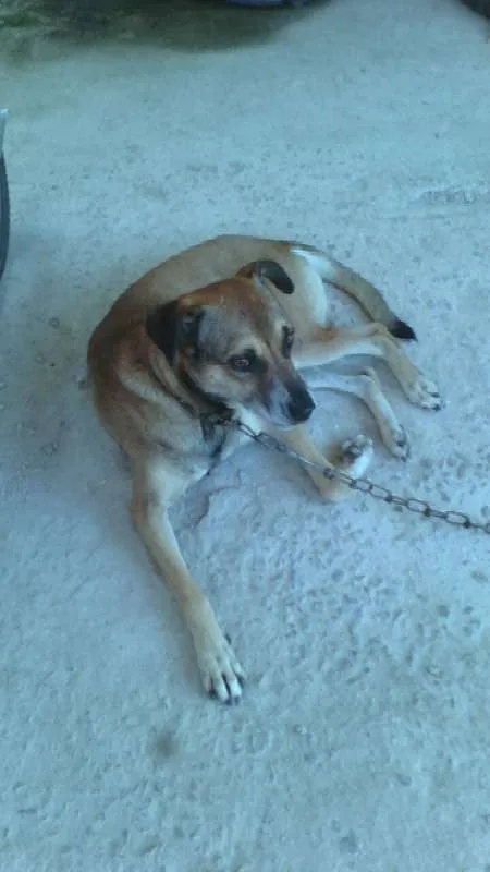 Cachorro raça Viralata idade 5 anos nome Boby