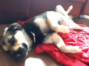 Cachorro raça Vira-lata idade 5 anos nome Princesa