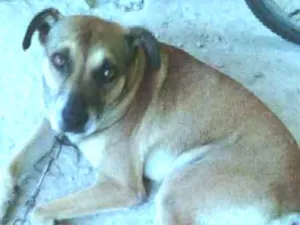 Cachorro raça Viralata idade 5 anos nome Boby
