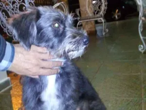 Cachorro raça Não identificada  idade 2 a 6 meses nome Não identificado 