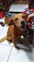 Apolo