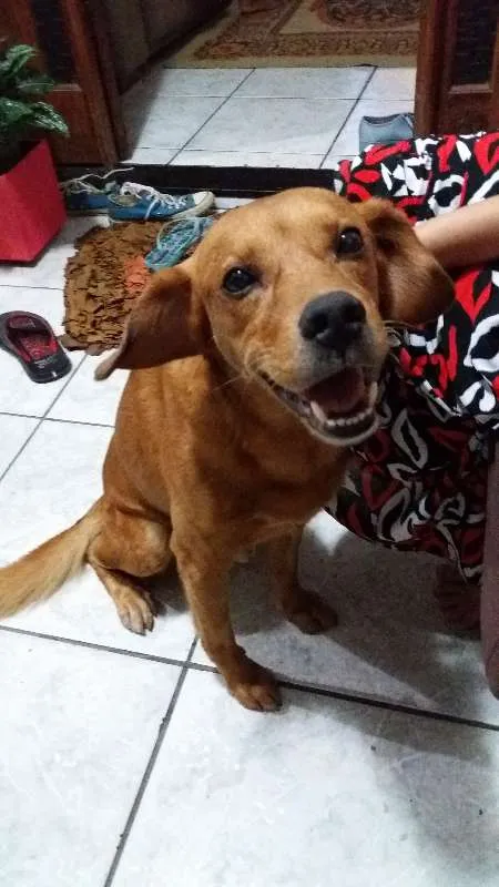 Cachorro raça SRD idade 2 anos nome Apolo