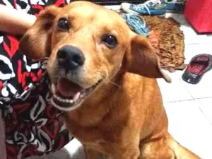 Cachorro raça SRD idade 2 anos nome Apolo