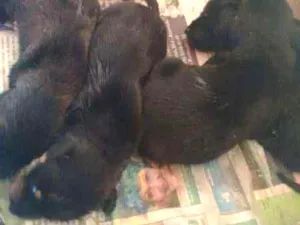 Cachorro raça hot waller idade Abaixo de 2 meses nome 1234