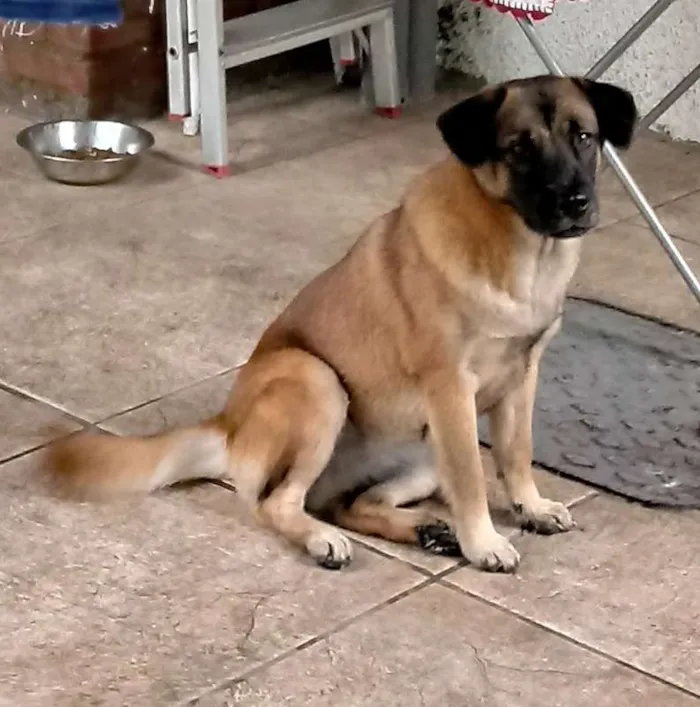 Cachorro ra a SRD idade 7 a 11 meses nome Lola