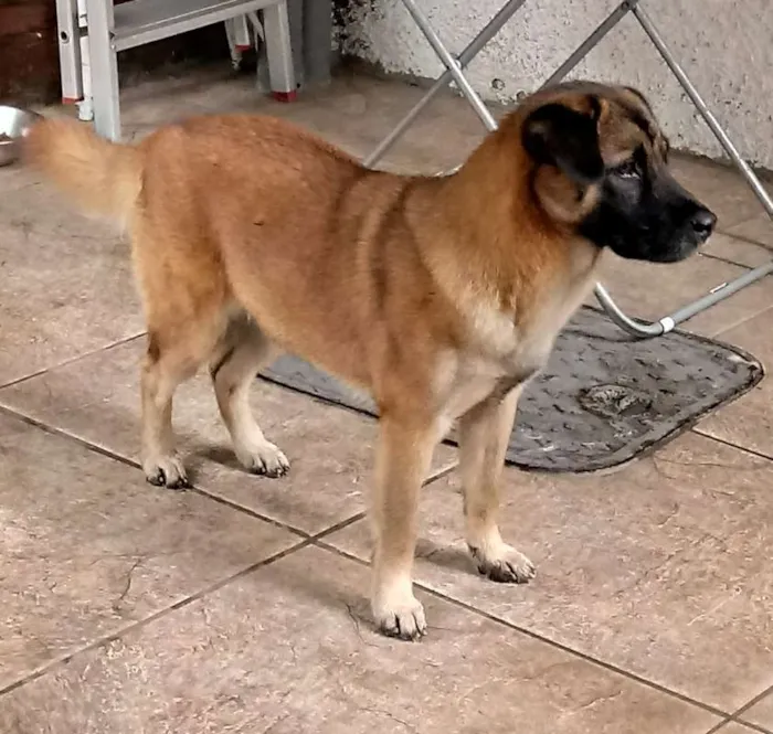 Cachorro ra a SRD idade 7 a 11 meses nome Lola
