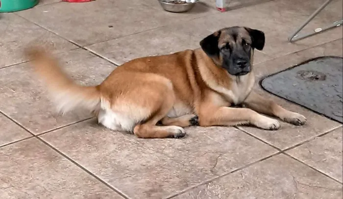 Cachorro ra a SRD idade 7 a 11 meses nome Lola