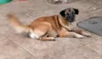 Lola