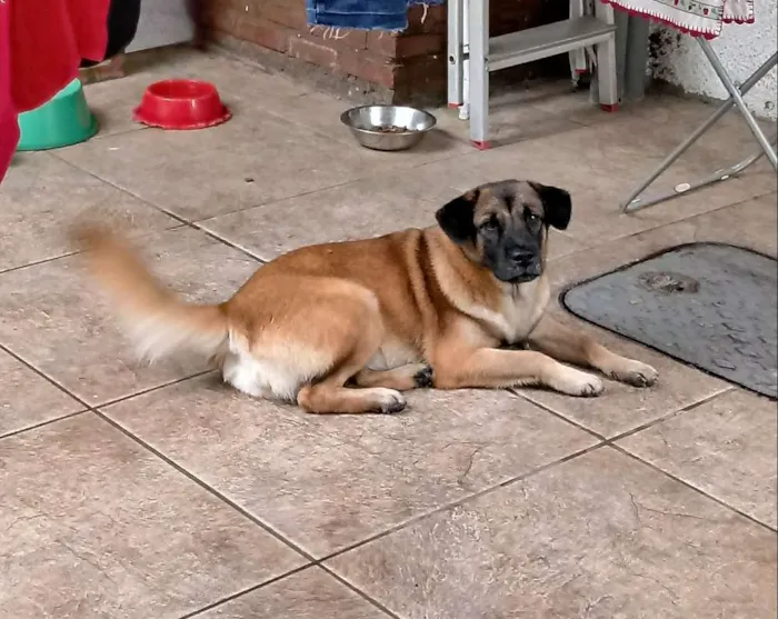Cachorro ra a SRD idade 7 a 11 meses nome Lola