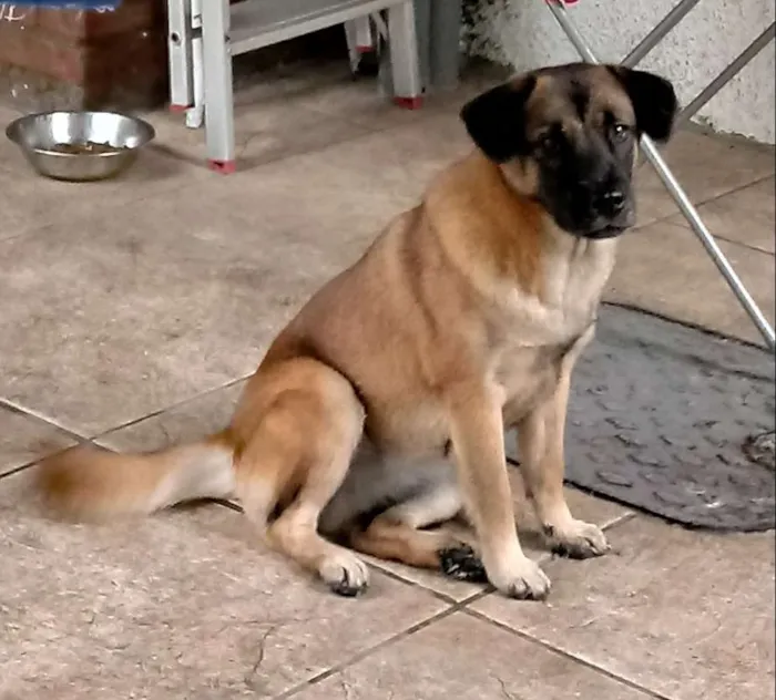 Cachorro ra a SRD idade 7 a 11 meses nome Lola