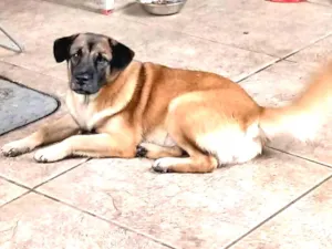 Cachorro raça SRD idade 7 a 11 meses nome Lola