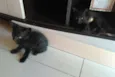 Jubinha e carvão