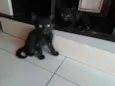 Jubinha e carvão