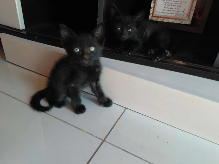 Gato ra a SRD idade Abaixo de 2 meses nome Jubinha e carvão