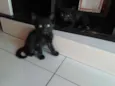 Jubinha e carvão