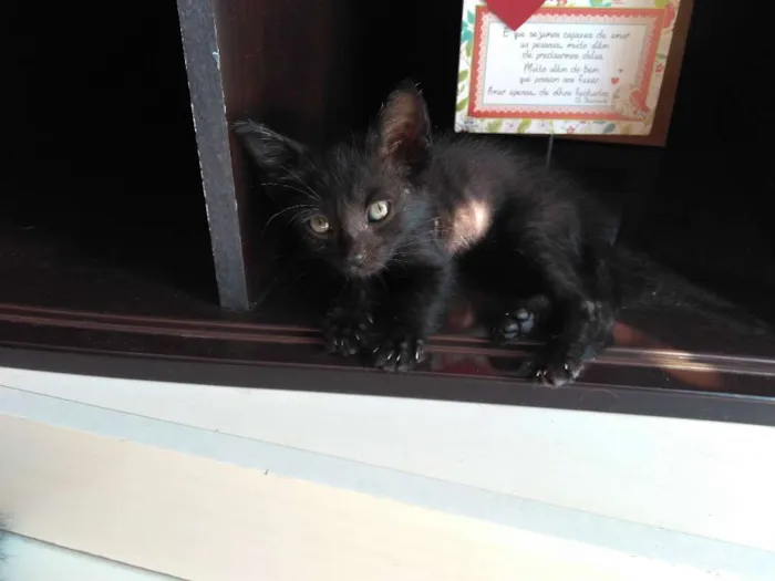 Gato ra a SRD idade Abaixo de 2 meses nome Jubinha e carvão