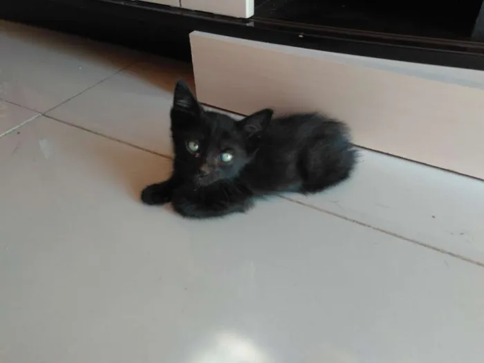 Gato ra a SRD idade Abaixo de 2 meses nome Jubinha e carvão