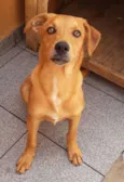 Cachorro raça Vira Latas idade 2 a 6 meses nome Caramelo
