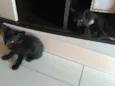 Jubinha e carvão