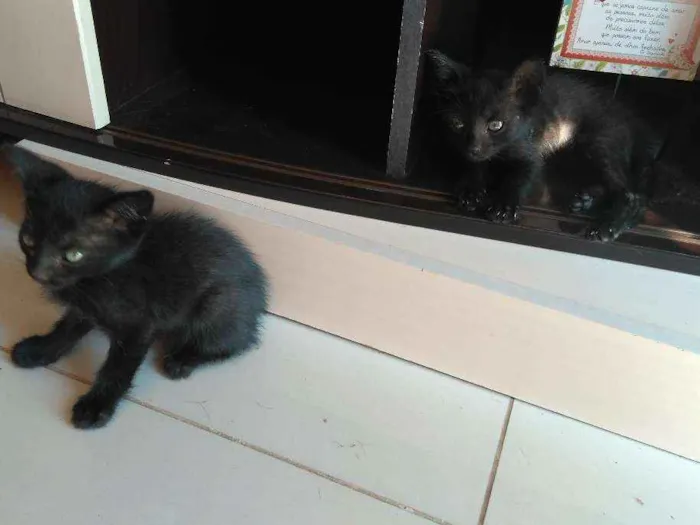 Gato ra a SRD idade Abaixo de 2 meses nome Jubinha e carvão
