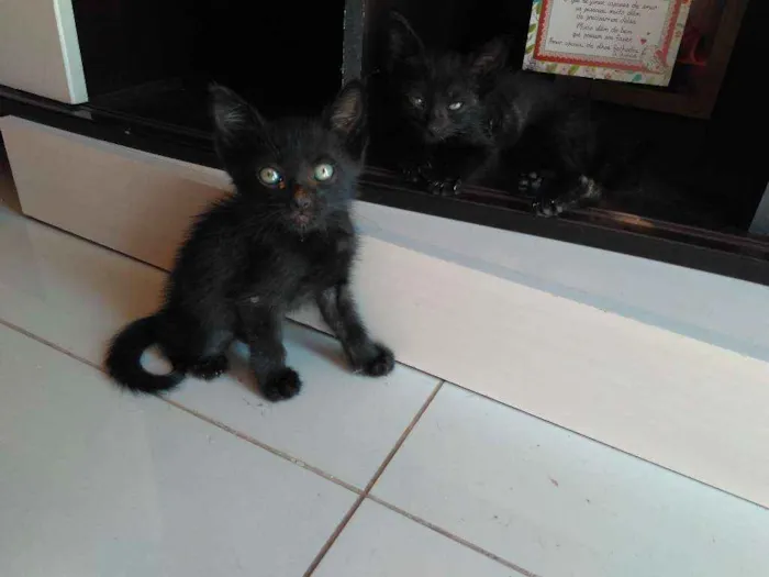 Gato ra a SRD idade Abaixo de 2 meses nome Jubinha e carvão
