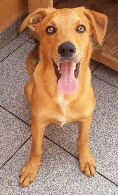 Cachorro raça Vira Latas idade 2 a 6 meses nome Caramelo