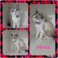 Vários gatinhos