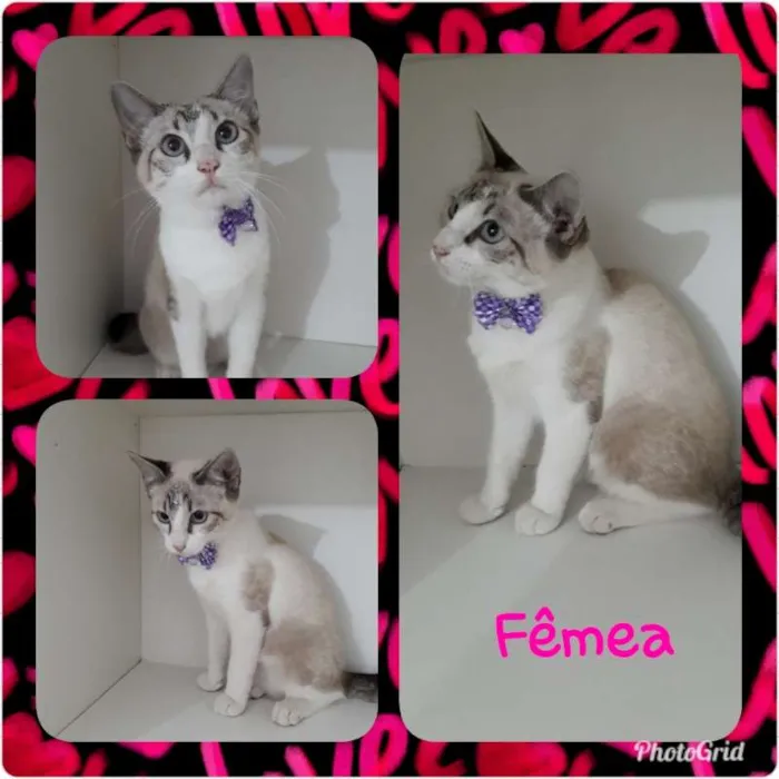 Gato ra a srd idade 2 a 6 meses nome Vários gatinhos
