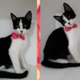 Vários gatinhos