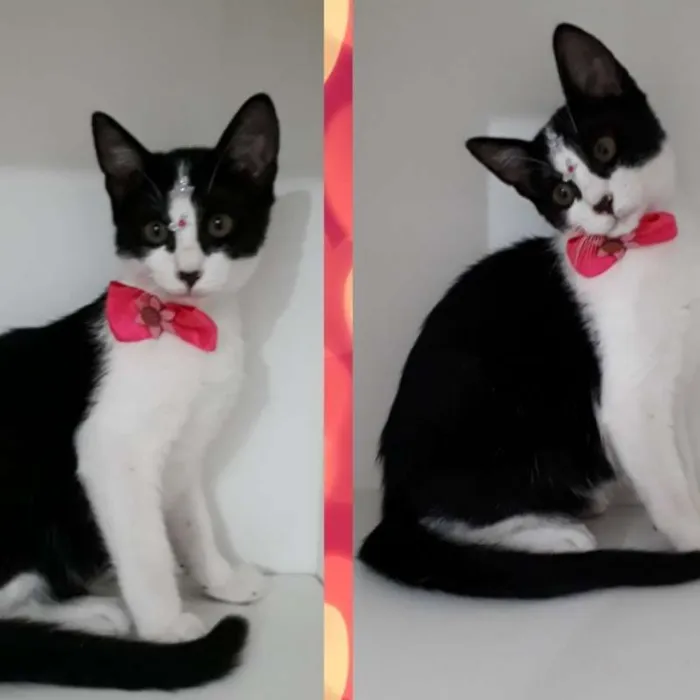 Gato ra a srd idade 2 a 6 meses nome Vários gatinhos