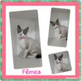 Vários gatinhos