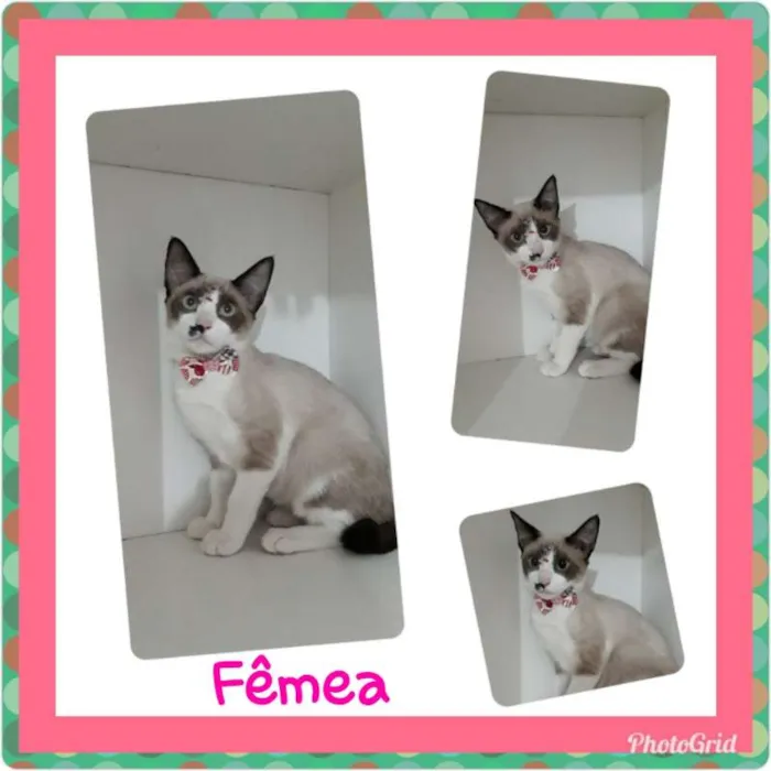 Gato ra a srd idade 2 a 6 meses nome Vários gatinhos