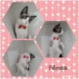 Vários gatinhos