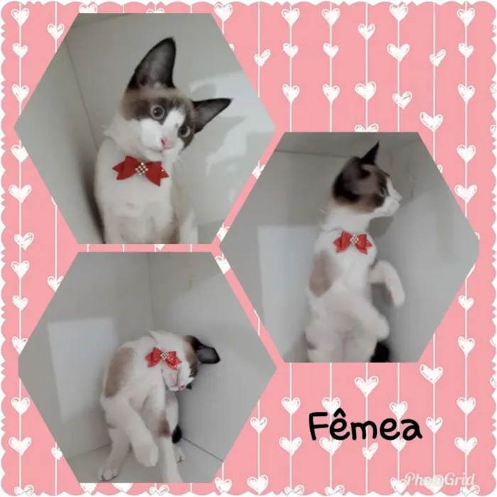 Gato ra a srd idade 2 a 6 meses nome Vários gatinhos