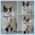 Vários gatinhos
