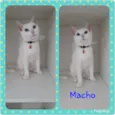 Vários gatinhos