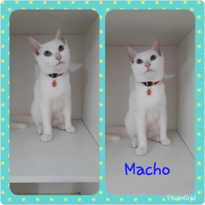Gato ra a srd idade 2 a 6 meses nome Vários gatinhos
