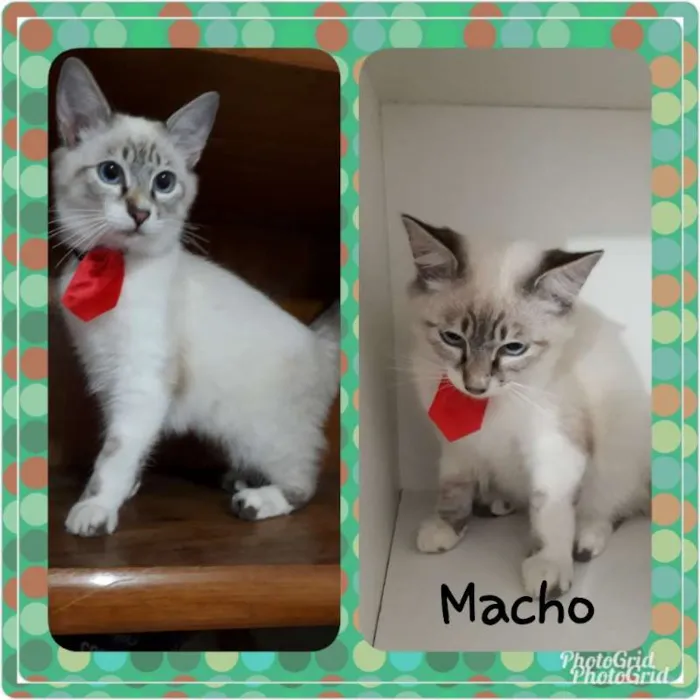 Gato ra a srd idade 2 a 6 meses nome Vários gatinhos