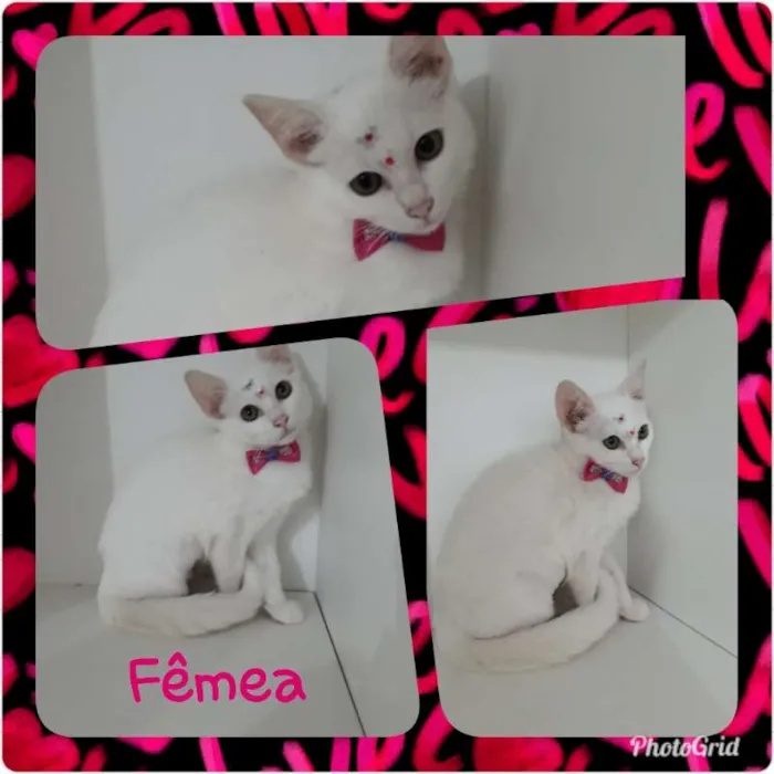 Gato ra a srd idade 2 a 6 meses nome Vários gatinhos