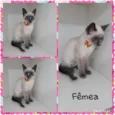 Vários gatinhos