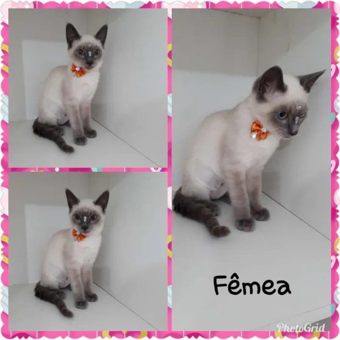Gato ra a srd idade 2 a 6 meses nome Vários gatinhos