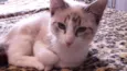 Catarina