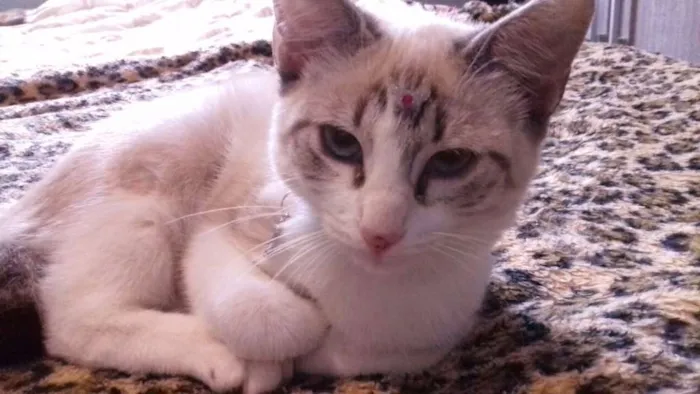 Gato ra a srd idade 2 a 6 meses nome Catarina