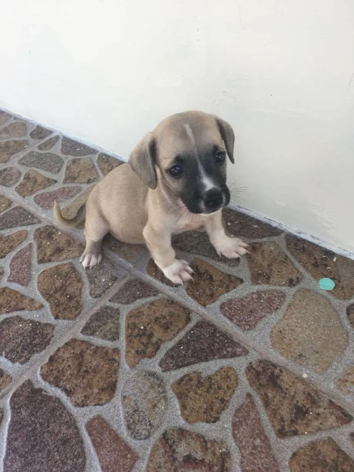 Cachorro ra a Sem raça definida  idade 2 a 6 meses nome Sem nome ainda 