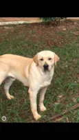 Fido